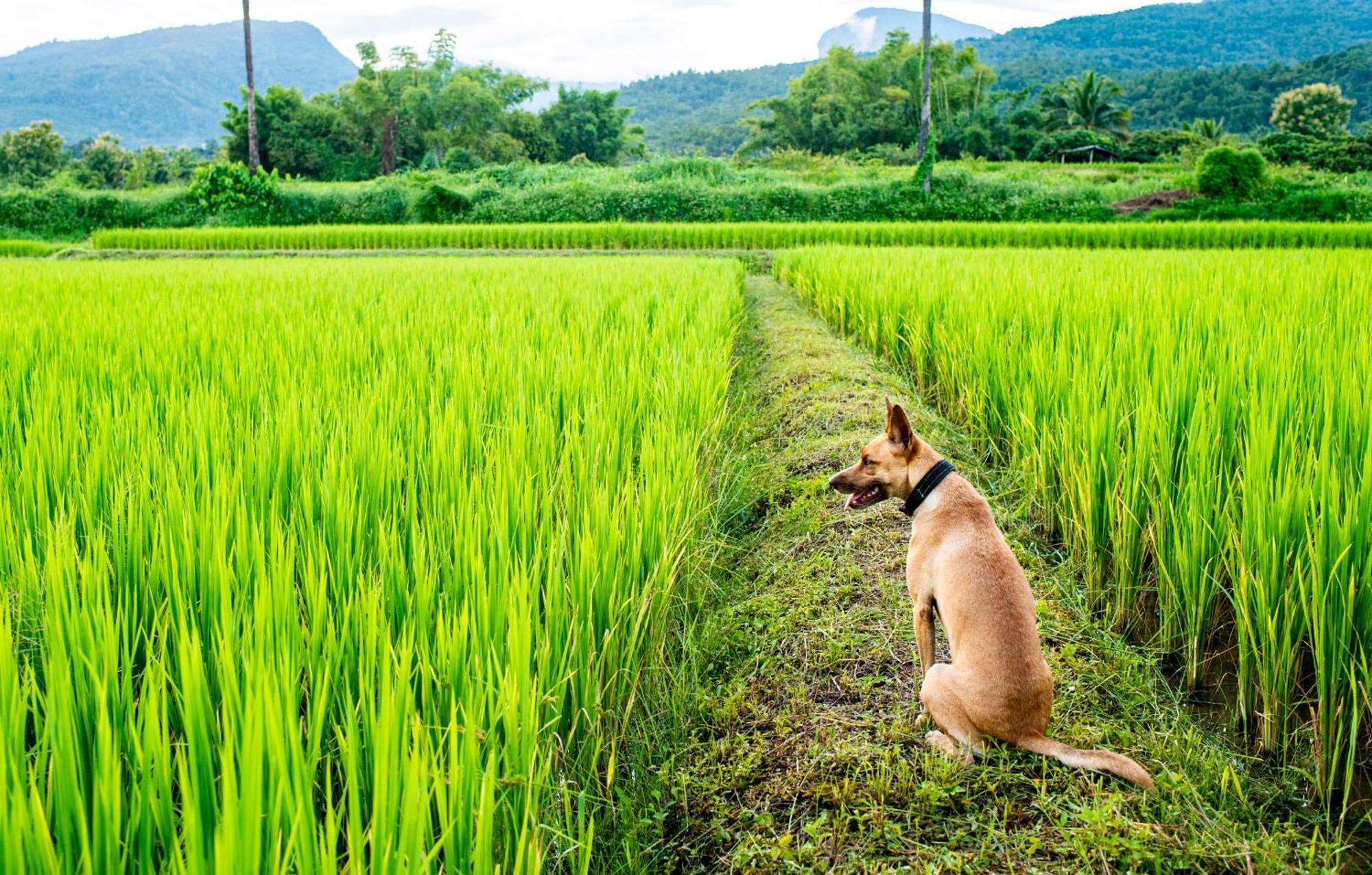 Suan Sook Homestay 촘통 외부 사진
